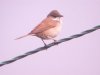 Whitethroat at Fleet Head (Steve Arlow) (24501 bytes)